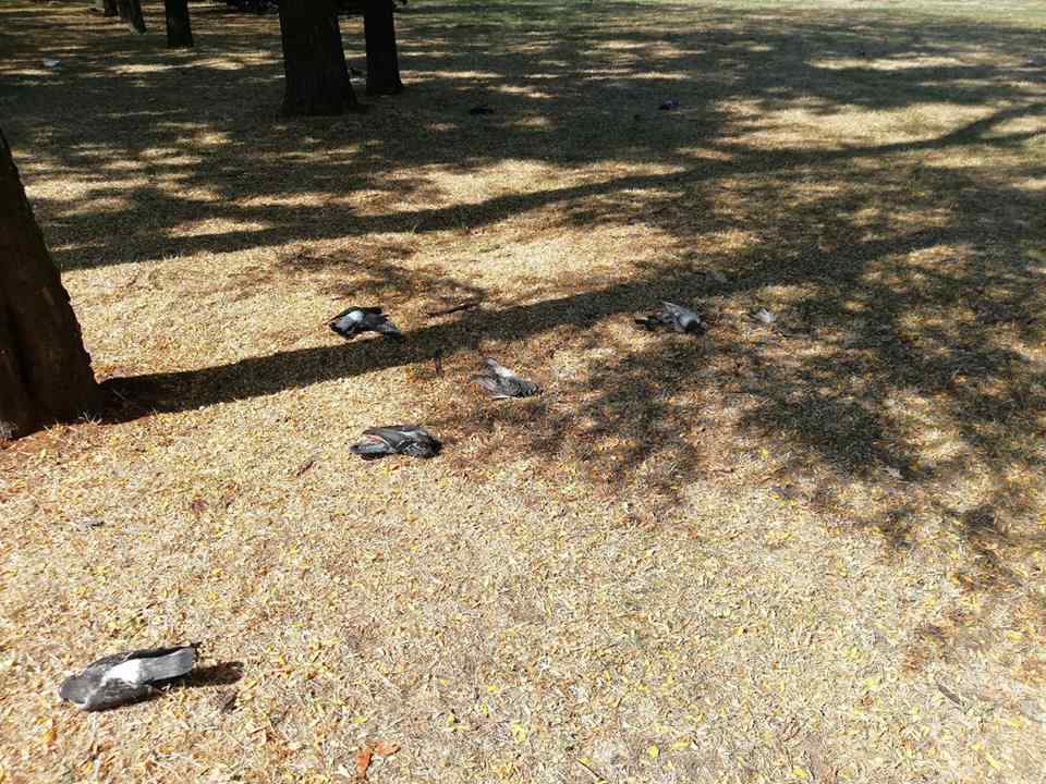 В Одессе снова массово погибли голуби. Фото