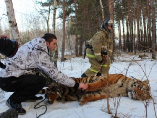В Воронеже поймали гулявшего по городу тигра (фото)