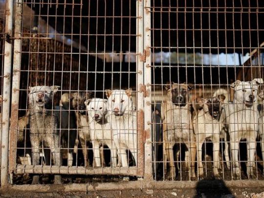 Власти Пхенчхана не смогли убедить рестораны убрать из меню собачье мясо