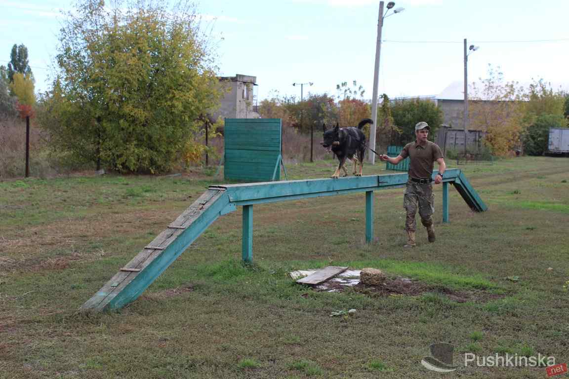 Всё о жизни хвостатых «генералов» и работе полицейских кинологов: экскурсия в одесский кинологический центр. Видео