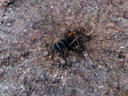 За сутки в районе АТО - 62 обстрела со стороны оккупантов