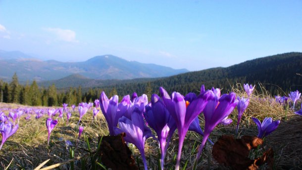 7 туристичних місць в Україні, які розквітають навесні