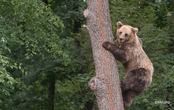 Медведь месяц хранил раненого мужчину в качестве еды