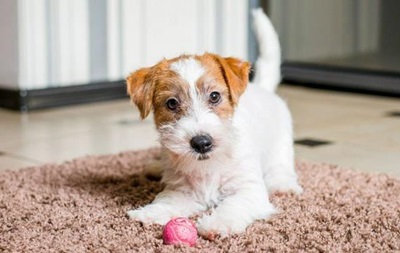 Royal Canin для щенков крупных, средних и мелких пород. Отзывы экспертовРеклама