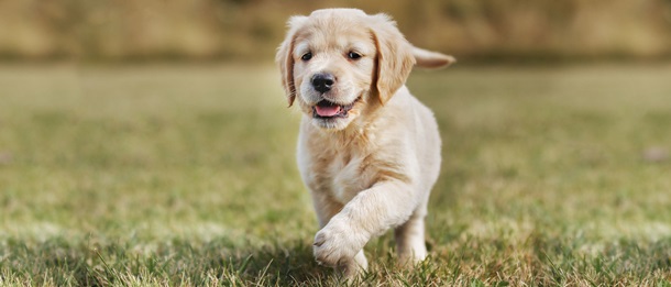 Royal Canin для щенков крупных, средних и мелких пород. Отзывы экспертовРеклама