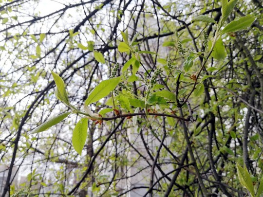 Синоптик рассказала о погоде в Вербное воскресенье