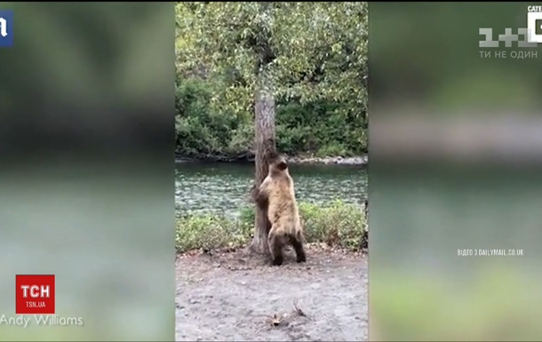 Танцующего тверк медведя сняли на видео