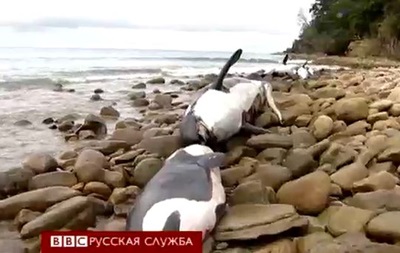 В Новой Зеландии выбросились на берег сразу девять китов