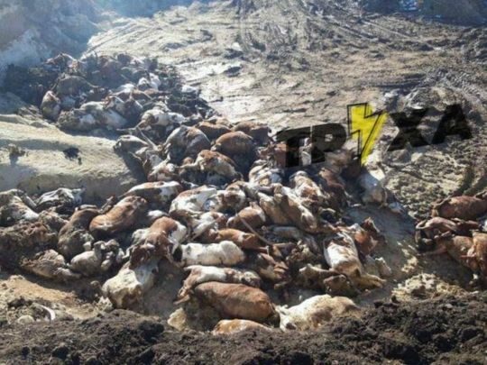 &laquo;Знищили, бо&nbsp;ферма рятувала дітей&raquo;: на&nbsp;Харківщині рашисти застрелили декілька десятків елітних корів