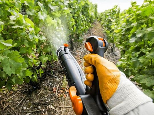 Купорос і вапно на допомогу: чим обприскати кущі та плодові дерева зараз для підвищення врожаю у 2023 році
