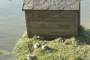 В парке Победы у пары лебедей появились птенцы