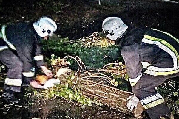 Деревопад и обесточенные населенные пункты: к каким последствиям привела непогода в Одесской области Деревопад и обесточенные населенные пункты: к каким последствиям привела непогода в Одесской области