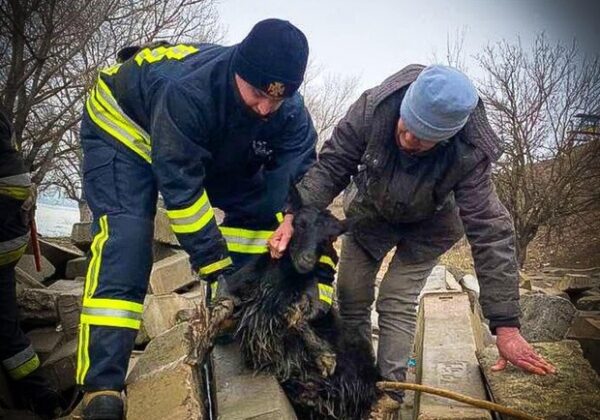 Застряла под бетонными шпалами: в Одесской области спасли козу Застряла под бетонными шпалами: в Одесской области спасли козу