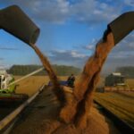 Евросоюз вводит пошлины на импорт российского и белорусского зерна с 1 июля 2023 года