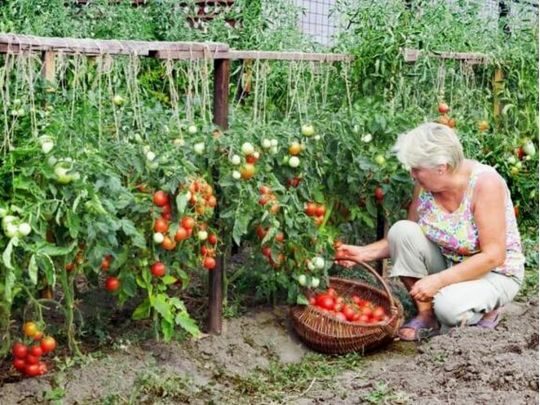 Садіть ці&nbsp;рослини близько до&nbsp;помідорів: вони відлякують шкідників і&nbsp;стимулюють рясне плодоношення
