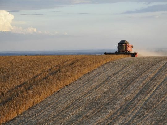 Сезон сої та&nbsp;ріпаку повністю зірвано: аграрії вимагають зупинити дію закону до&nbsp;розробки правил експорту у&nbsp;листопаді