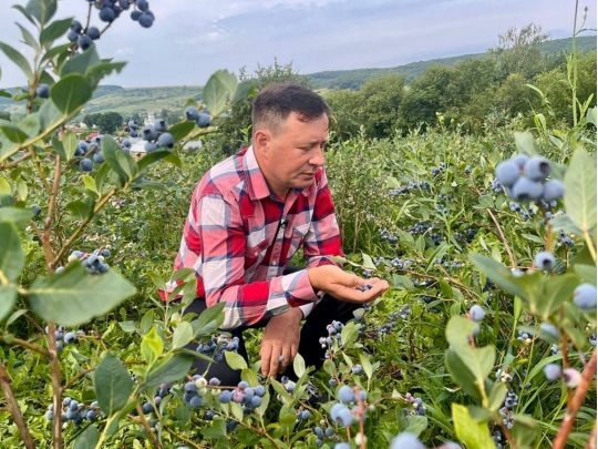 Зробіть це&nbsp;восени: наступного сезону зберете щедрий урожай лохини