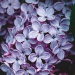 Примхливий травень: у вихідні в Україні очікуються дощі та зниження температури